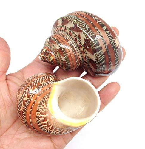 Pepperlonely 2 Pc Natural Large Hermit Crab Shells Tapestry Turbo 2 Inch ~ 3 ...